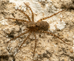Pardosa