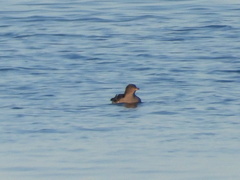 Cerorhinca monocerata