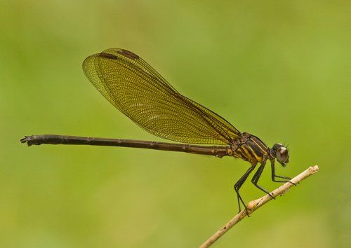 Euphaea pahyapi · iNaturalist