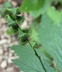 Agrimonia striata