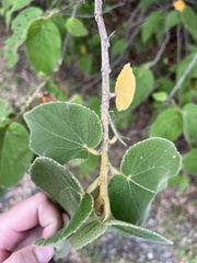 Helicteres jamaicensis