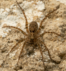 Pardosa