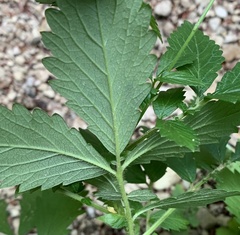 Agrimonia striata