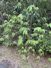 Helicteres jamaicensis