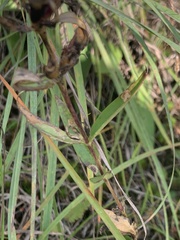Gentiana puberulenta