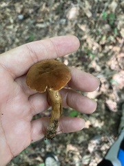 Gyroporus