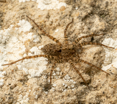 Pardosa