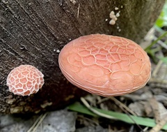 Rhodotus palmatus