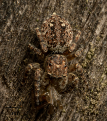 Salticinae