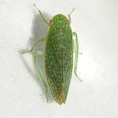 Rugosana