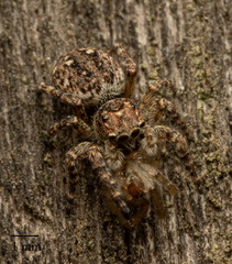 Salticinae