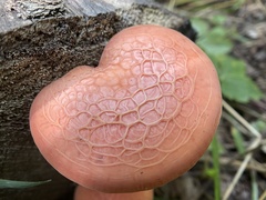 Rhodotus palmatus