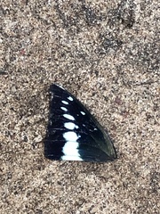 Charaxes