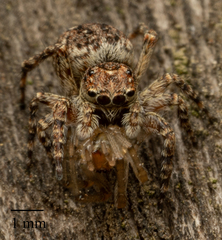 Salticinae