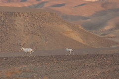 Oryx leucoryx