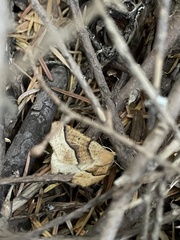 Tetracis jubararia