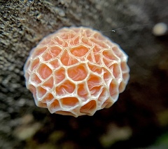 Rhodotus palmatus