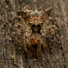 Salticinae