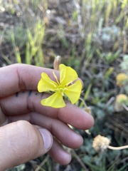 Oenothera villosa