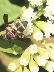Epeolus bifasciatus
