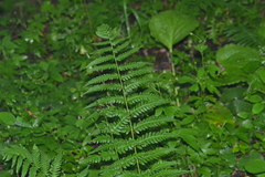 Dryopteris celsa