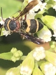 Epeolus bifasciatus