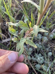 Oenothera villosa