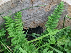 Filipendula vulgaris