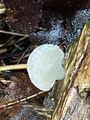Pseudohydnum gelatinosum