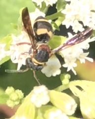 Epeolus bifasciatus