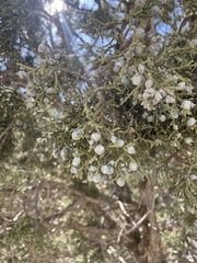 Juniperus osteosperma