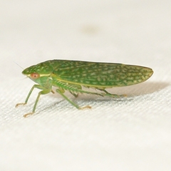 Rugosana
