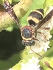 Epeolus bifasciatus