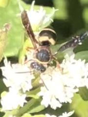 Epeolus bifasciatus