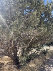 Juniperus osteosperma