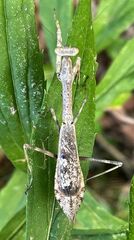 Stagmomantis carolina