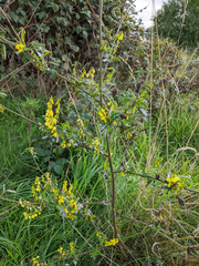 Melilotus altissimus