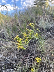 Senecio spartioides