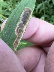 Nemorimyza posticata