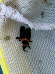 Platytylus bicinctus