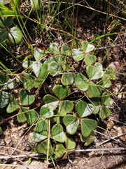 Oxalis truncatula