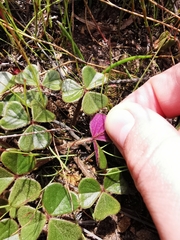 Oxalis truncatula