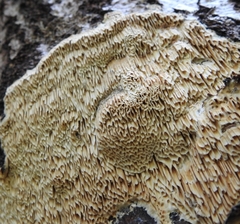Trametes trogii