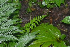 Dryopteris celsa