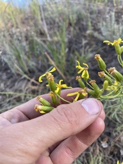 Senecio spartioides