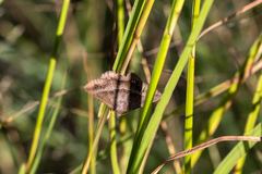 Phalaenostola larentioides