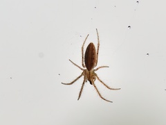 Larinia