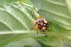 Chinavia acuta