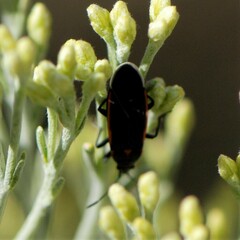 Melacoryphus lateralis