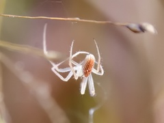 Larinia directa